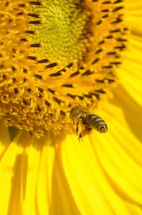 Detail shot of insect on yellow flower