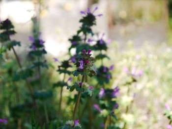 Close-up of purple flowers