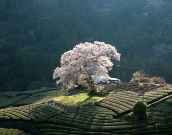 High angle view of flowering plants on landscape