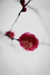 Close-up of pink rose