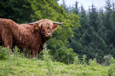 Cow on landscape against trees