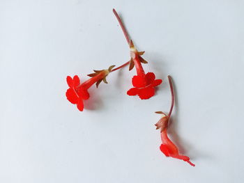 High angle view of red leaves against white background