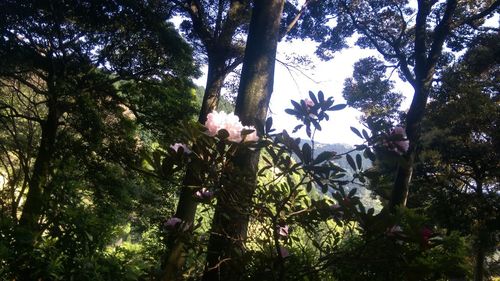 Low angle view of flowering trees in forest against sky