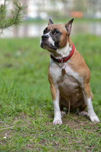 Dog looking away on field