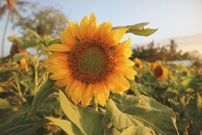 Close-up of sunflower on field