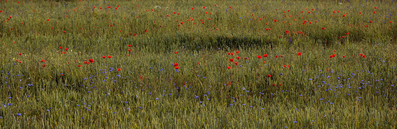 Scenic view of grassy field