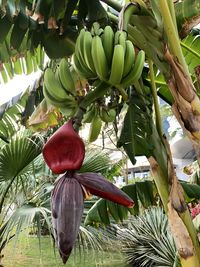 Low angle view of fruits hanging on tree