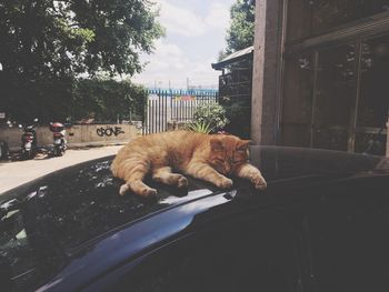 Cat lying on car against sky