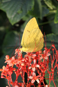 Close-up of butterfly pollinating on yellow flower