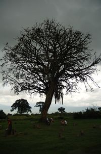 Trees on field against sky