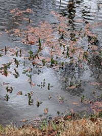 High angle view of water lilies floating on lake