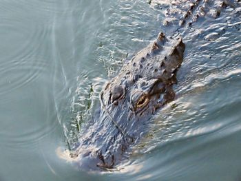 View of animal swimming in sea