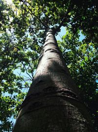 Low angle view of trees against sky