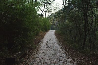 Footpath amidst trees in forest