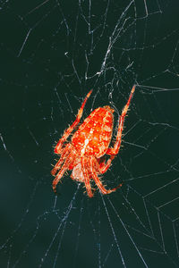 Close-up of spider on web