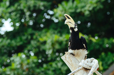 Close-up of bird perching on a tree