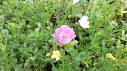 Close-up of pink flower