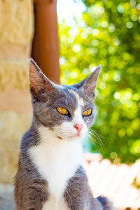 Close-up of a cat looking away