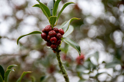 Close-up of red berries growing on tree