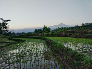 Scenic view of rice field against sky