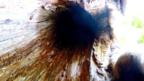 Close-up of tree trunk