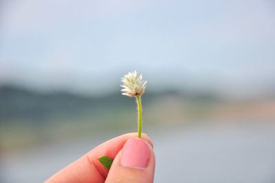 Close-up of woman hand holding plant outdoors