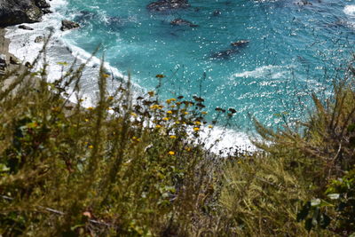 High angle view of plants by sea