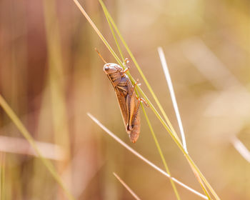 Close-up of grasshopper on plant