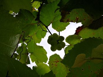 Close-up of grapes growing on tree