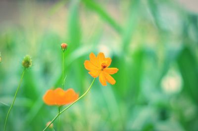 Close-up of orange flowering plant