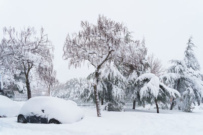 Trees on snow covered field against sky