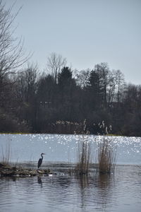 Ducks in a lake