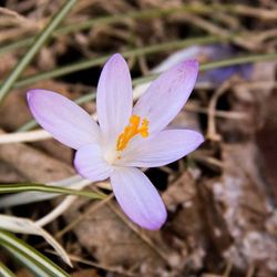 Close-up of purple flower