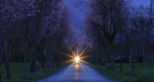 Street amidst trees at night