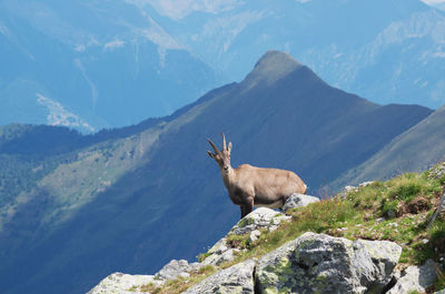 View of an animal on rock