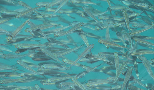 High angle view of fishes swimming in tank at krabi