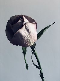 Close-up of rose against white background