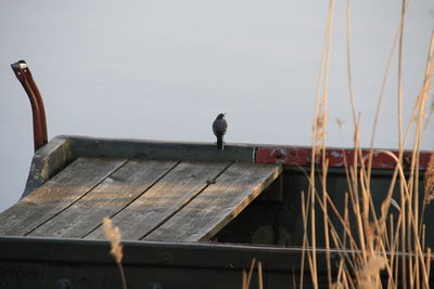 Bird perching on pier against sky