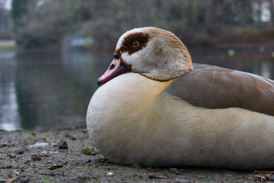 Close-up of duck