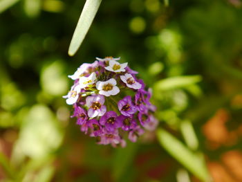 Close-up of flowers blooming outdoors