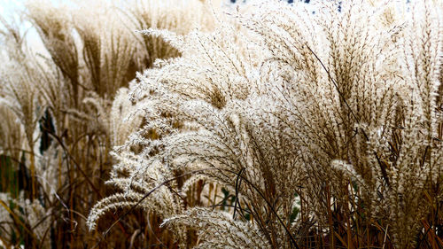 Close-up of plants on field during winter