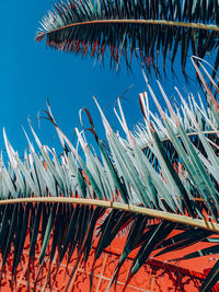 Low angle view of palm trees against blue sky