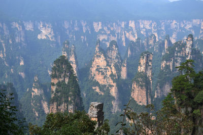 High angle view of trees in forest