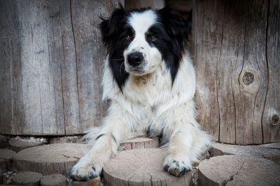 Portrait of dog sitting on wood