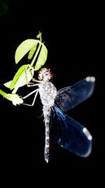 Close-up of over black background