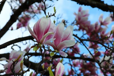 Close-up of pink cherry blossoms in spring