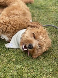 Dog lying down on land