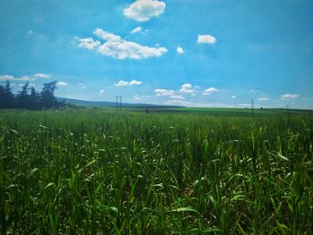 Wheat field against sky