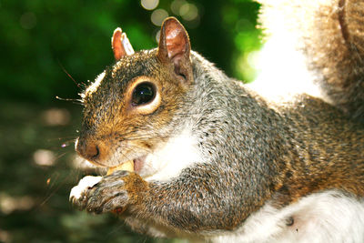 Close-up of squirrel