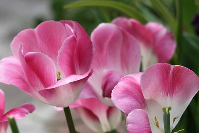 Close-up of pink flowering plant